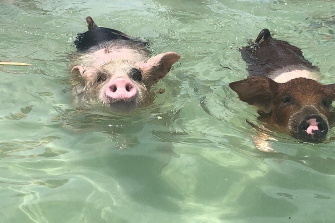 Grand Bahama Swimming With Pigs Experience From Freeport