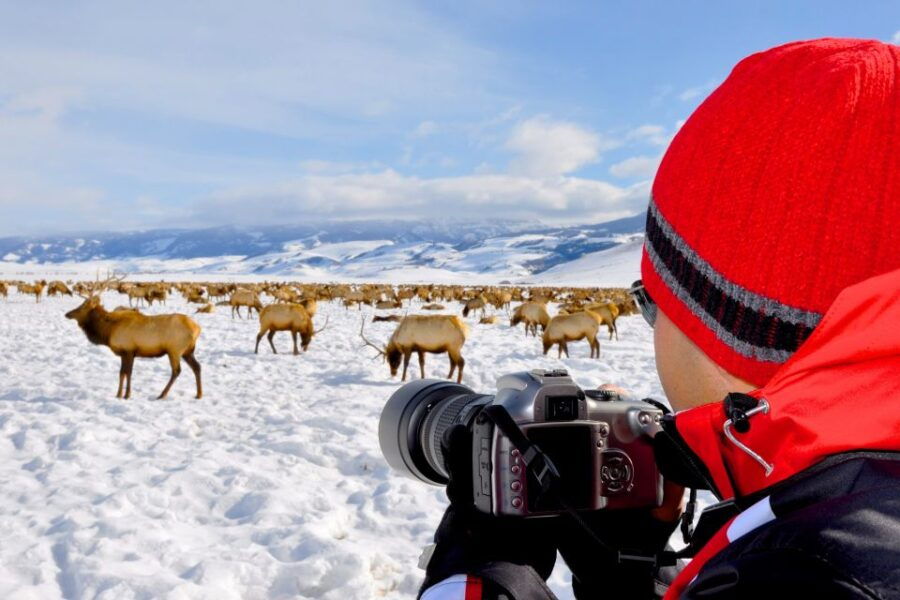 Grand Teton National Park: 8-Hour Willdlife & Snowshoe Tour