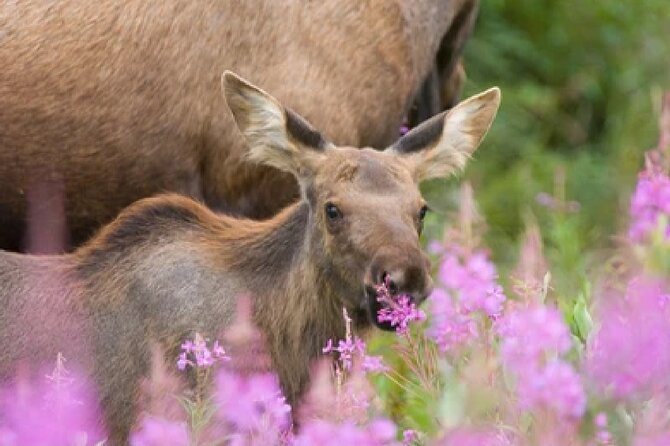 Grand Teton Wildlife Safari in a Enclosed or Open-Air Vehicle (Season Dependent)