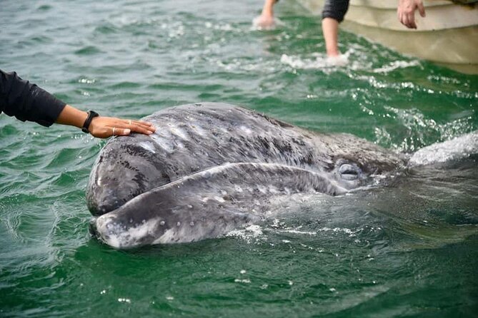 2 Best Whale Watching Experiences In Baja California Sur