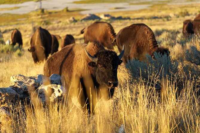 Great Salt Lake Wildlife and Sunset Experience - Good To Know