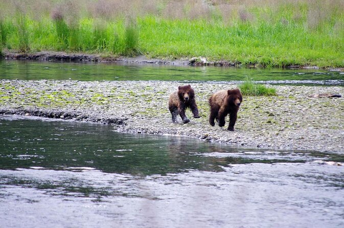 Grizzly Falls Ziplining Expedition - Good To Know