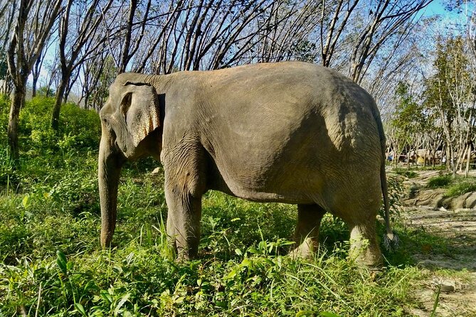 Guide Tour to Khaolak Elephant Sanctuary in Small Group