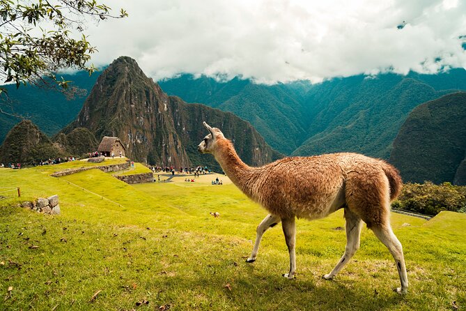 Guided Full Day Tour to Machupicchu