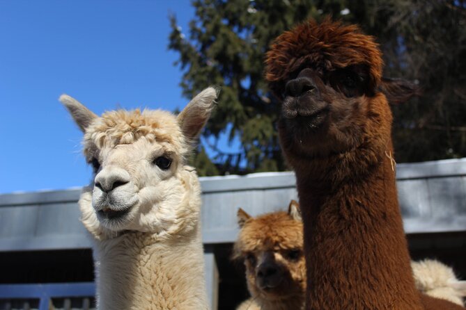 Guided Lilymoore Alpaca Farm Tour