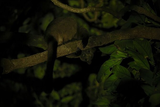 Guided Night Walk in Cape Tribulation