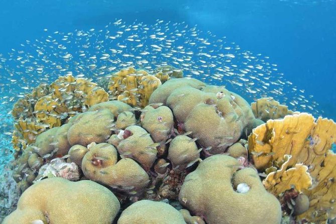 Guided Shore Dive on One of Our House Reefs for Certified Divers. - Inclusions and Equipment