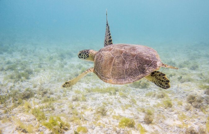 Guided Snorkeling Excursion in Curacao - Good To Know