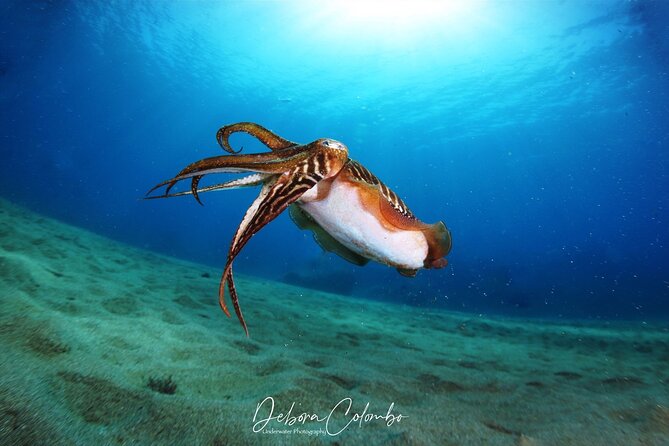 Guided Snorkeling Experience - Good To Know