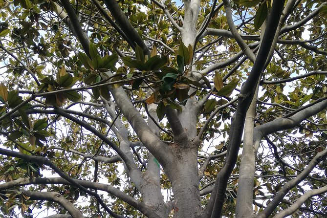 Guided Tour Ciutadella Park Nature, Triumphal Arch and Gaudí in Barcelona. - Good To Know