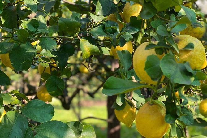 Guided Tour of a Historic Lemon Grove in Sorrento