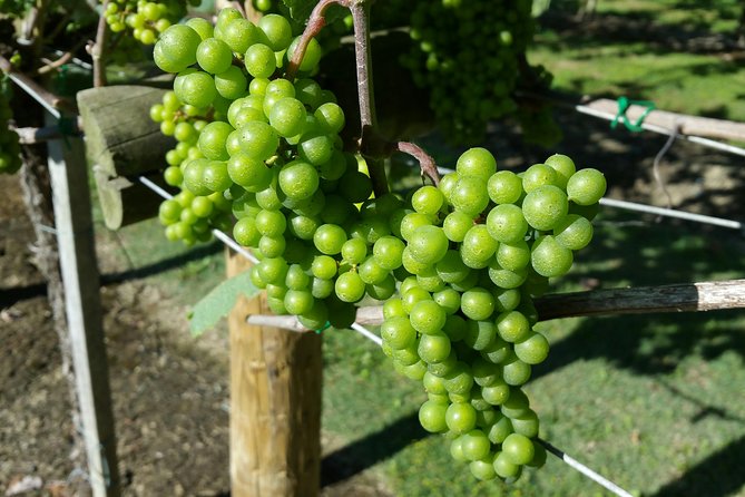 Guided Tour of Txakoli Wine Tasting and Tasting of Wine and Typical Products