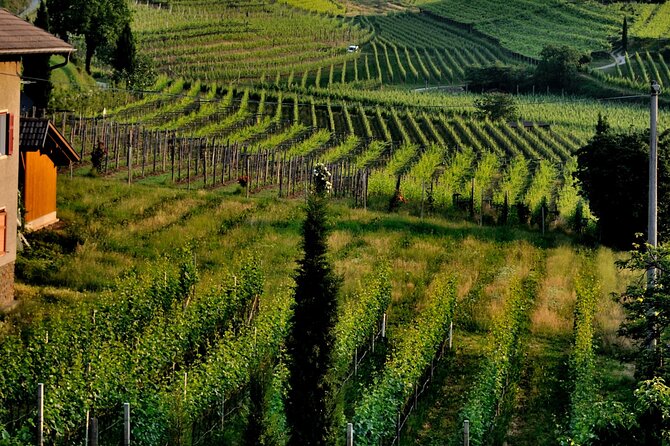 Guided Vineyard Tour With Wine Tasting in Saint-Émilion