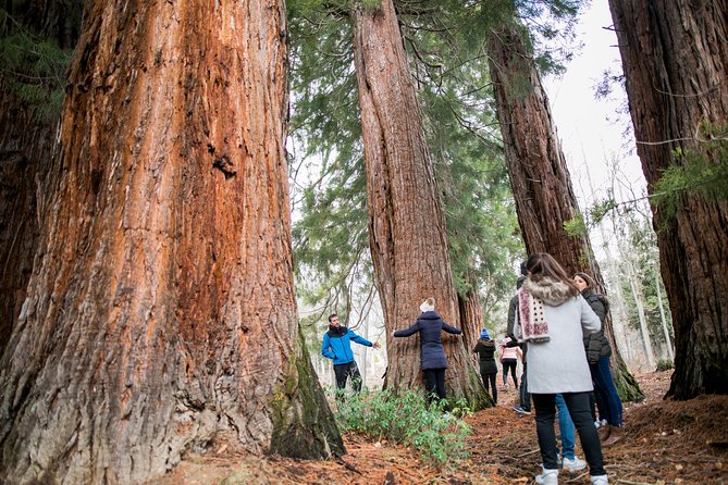 Guided Visit to the Redwoods of La Losa. - Good To Know