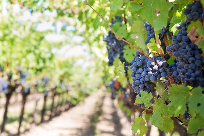 Guided Visit to the Vineyard With Wine Tasting - Good To Know