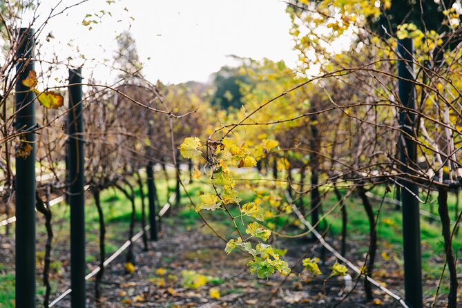 Guided Wine Journey and Discovery Tasting Tour in Adelaide - Good To Know