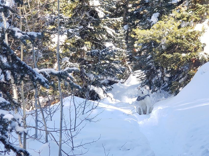 Guided Winter Uinta Forest Hike W/ Lunch Stop - Good To Know