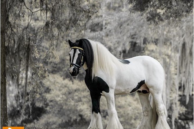 Gypsy Gold Horse Farm Tour - Good To Know