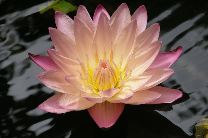 Half-Day Barbados Tour Harrisons Cave Huntes Garden and Bathsheba - Underground Adventure