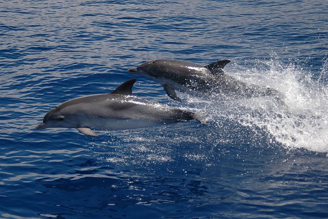 Half-Day Catamaran Trip From Funchal