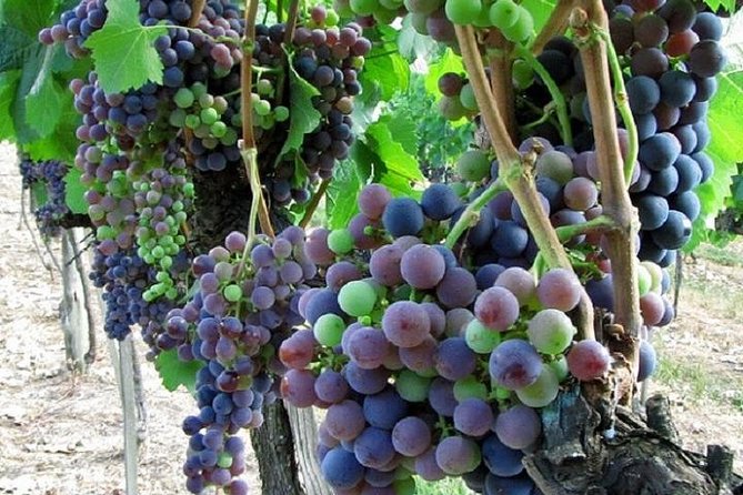 Half-Day Chianti Wine and Olive Oil Tour From Viareggio