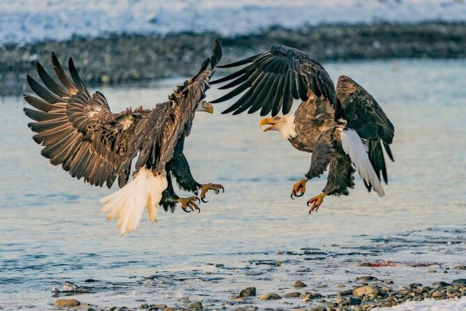 3 Best Tours In Haines