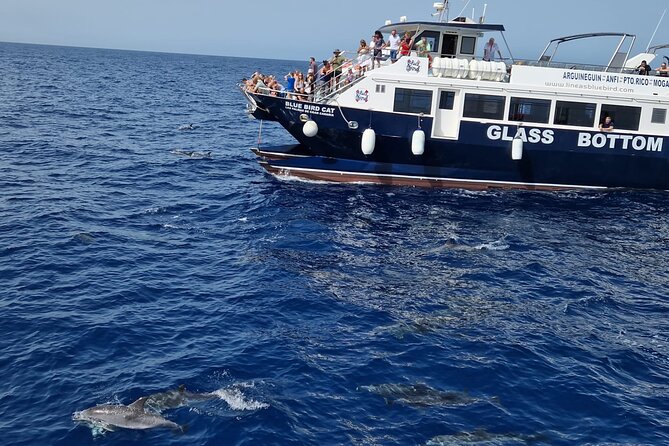 Half-Day Cruise Tour-Dolphin and Whale Watching - Departure and Arrival Information