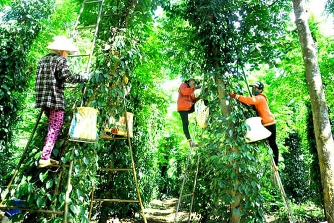 Half-day Exploring Phu Quoc Island by Bicycle - Tour Details