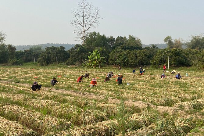 Half-Day Hilly Adventure to Mae Wang (Some Unpaved, Guided) - Good To Know