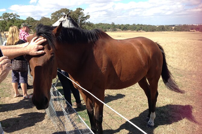 Half-Day Melbourne Racehorse Encounter - Good To Know