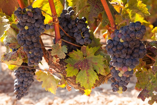 Half-Day North Georgia Wine Country Tour From Atlanta - Good To Know