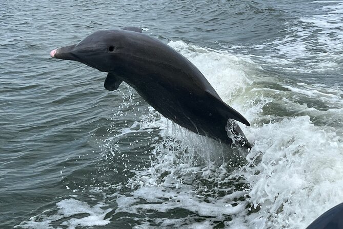 Half Day Private Shelling Dolphin EcoTour in 10 000 Island Marco