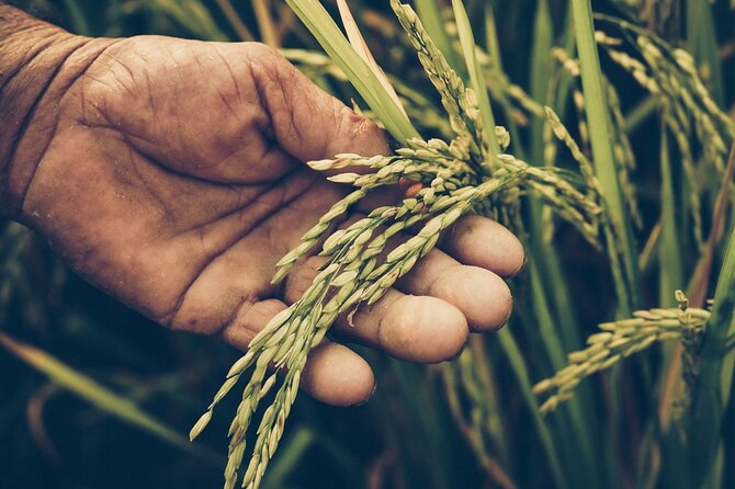 Half-Day San Sebastian Eco Farm Tour and Food Tasting