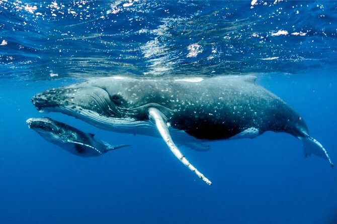Half-Day Small-Group Swim With Humpback Whales Tour, Moorea  – Papeete