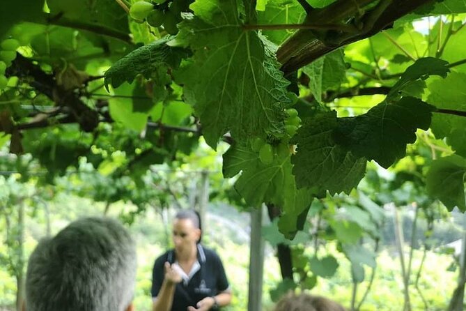 Half-Day Small-Group Wine Tour in Madeira