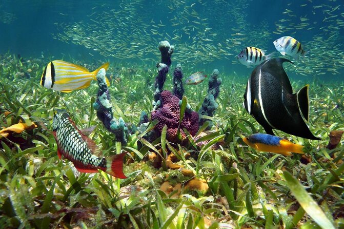 Half Day Snorkel Trip on Reefs in the Florida Keys - Good To Know