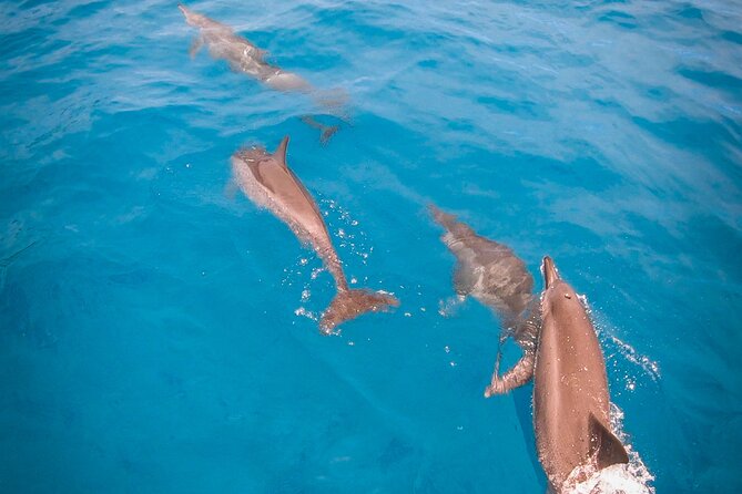 Half-Day Snorkeling Tour From Papeete