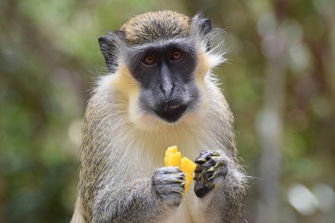 Half Day Tour: St Nicholas Abbey and The Barbados Wildlife Reserve - Pricing and Reservation