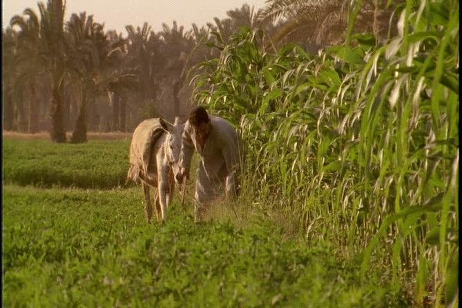 Half-Day Trip to Egyptian Green Farm From Cairo With Breakfast - Good To Know