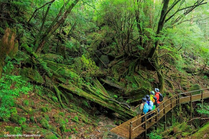 Half Day Walking Tour in Yakusugi Land - Good To Know