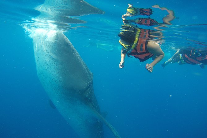 Half Day Whale Shark Tour From Playa Del Carmen