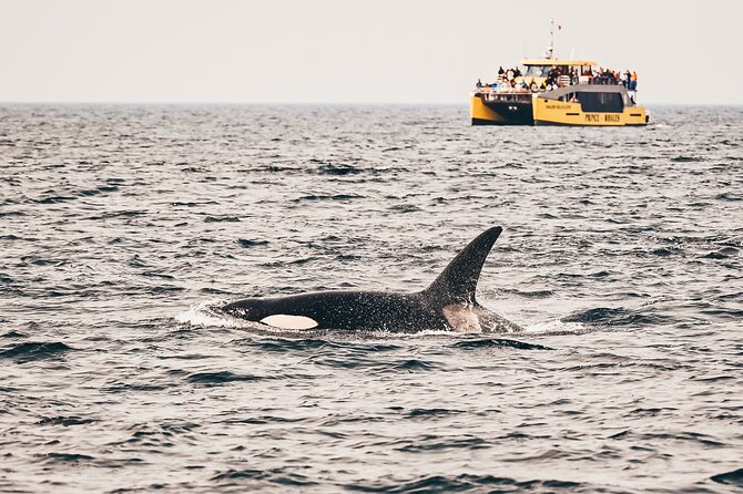Half-Day Whale Watching Adventure From Vancouver - Good To Know
