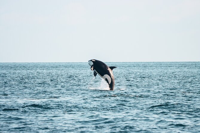 Half-Day Whale Watching Adventure From Victoria