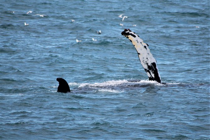Half-Day Whale Watching and Northern Lights Combo Tour