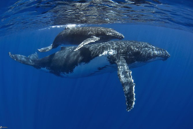 Half-Day Whale Watching and Swimming Tour, Moorea