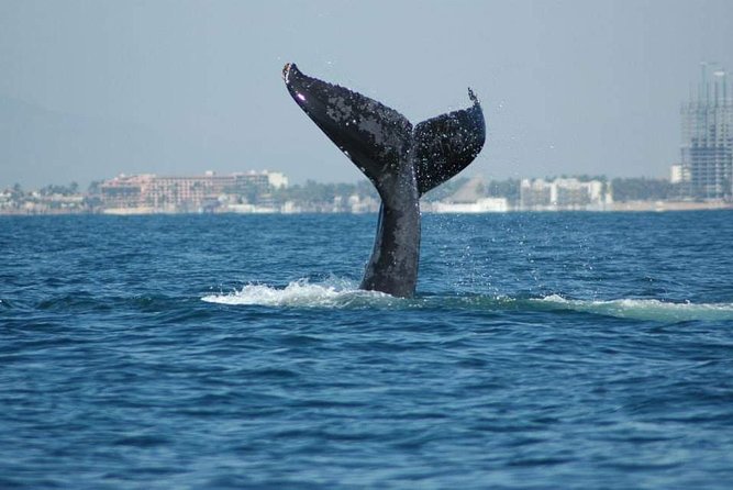 Half Day Whale Watching in Puerto Vallarta