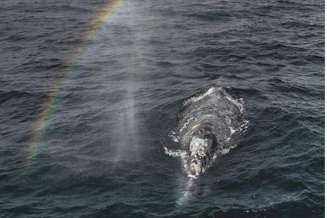 Half-Day Whale Watching Tour From Monterey - Good To Know