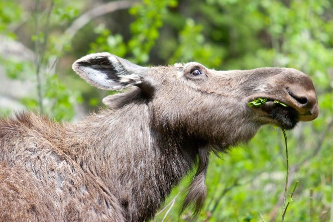 15 Best Safari Tours In Jackson