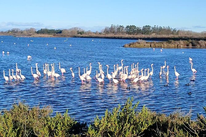 Happy Tour Camargue an Immersion by Bike and Scooter E