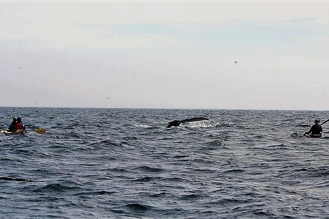 Harbour Kayak Tour - Kayak Route Highlights